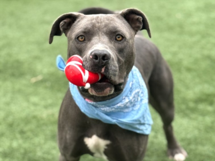 Chapo, a Pit Bull Terrier, available for adoption