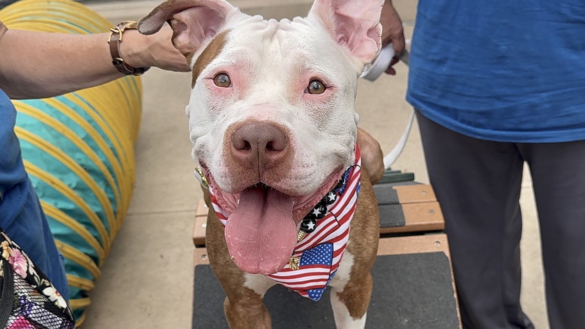 Cub Scout, a Pit Bull Terrier, available for adoption
