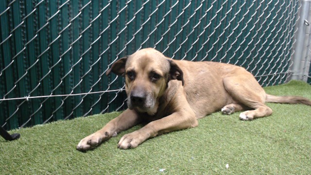 A5799369, a Bullmastiff, available for adoption