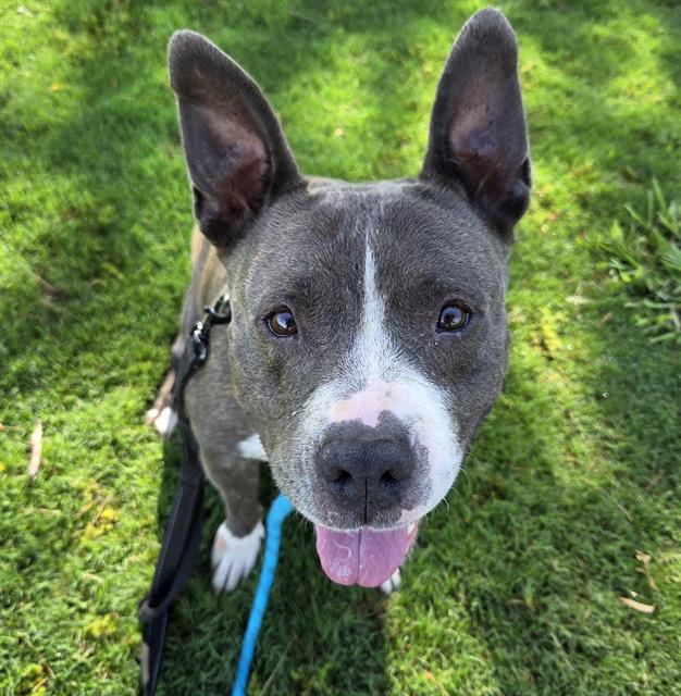 Allie, a Pit Bull Terrier (mix breed), available for adoption