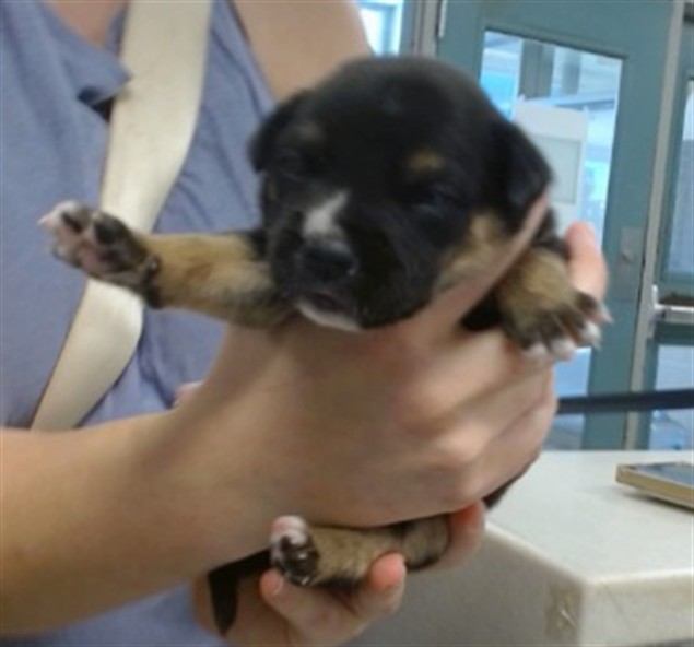 A479836, a Pit Bull Terrier, available for adoption