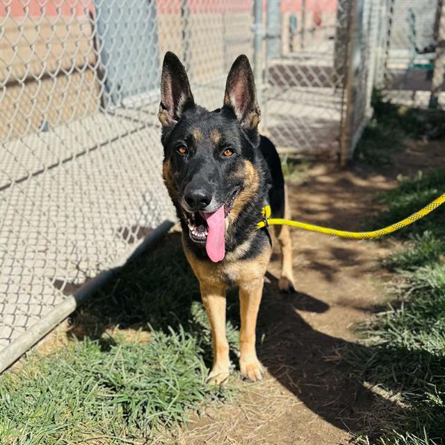 Hercules, a German Shepherd, available for adoption