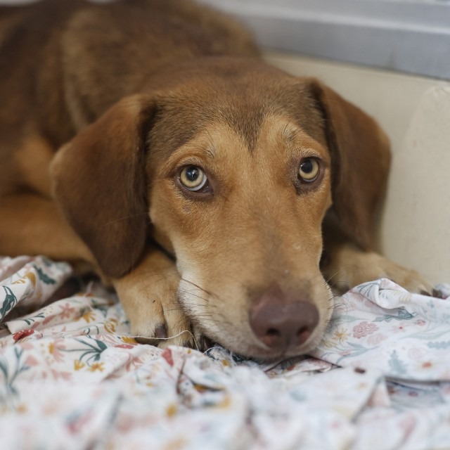 Maple, a Shepherd (mix breed), available for adoption