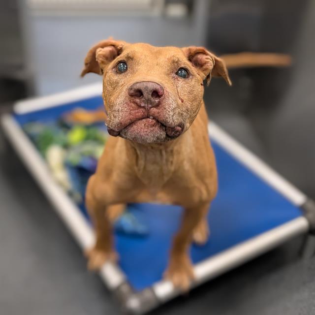 Nugget, a Pit Bull Terrier (mix breed), available for adoption