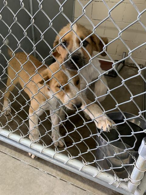 John, a Labrador Retriever (mix breed), available for adoption