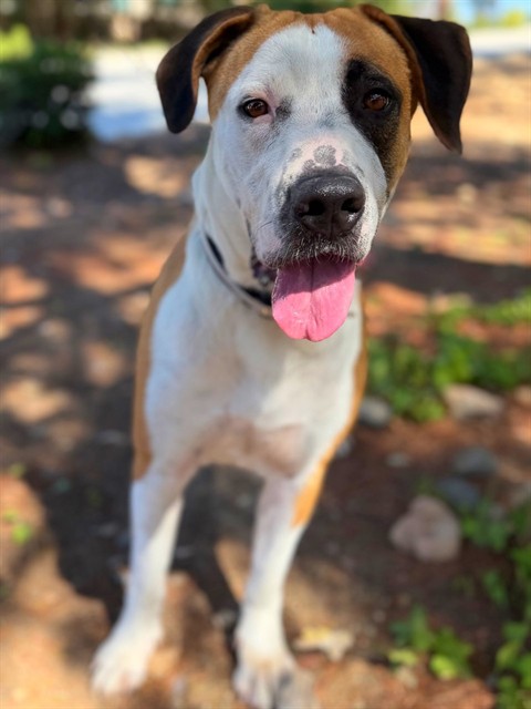 Harley, a Border Collie, available for adoption