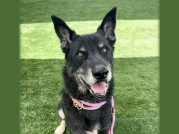 Diego, a German Shepherd, available for adoption