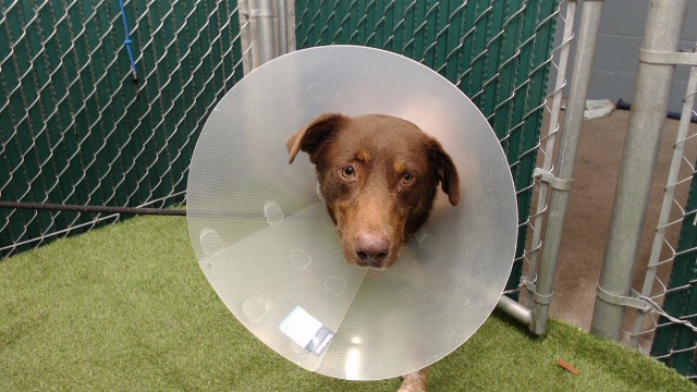 Bologna, a Australian Shepherd, available for adoption