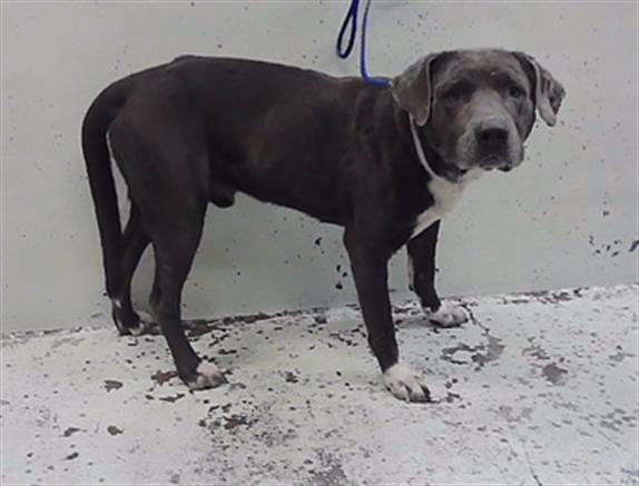 Evan, a Staffordshire Bull Terrier (mix breed), available for adoption