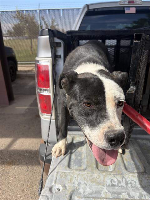 Alex, a Pit Bull Terrier (mix breed), available for adoption