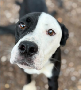 Alex, a Pit Bull Terrier (mix breed), available for adoption
