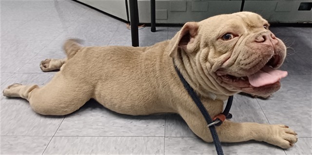 A5801841, a English Bulldog, available for adoption