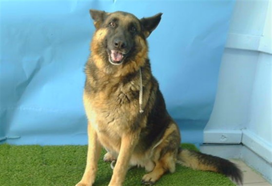 Sophie, a German Shepherd, available for adoption