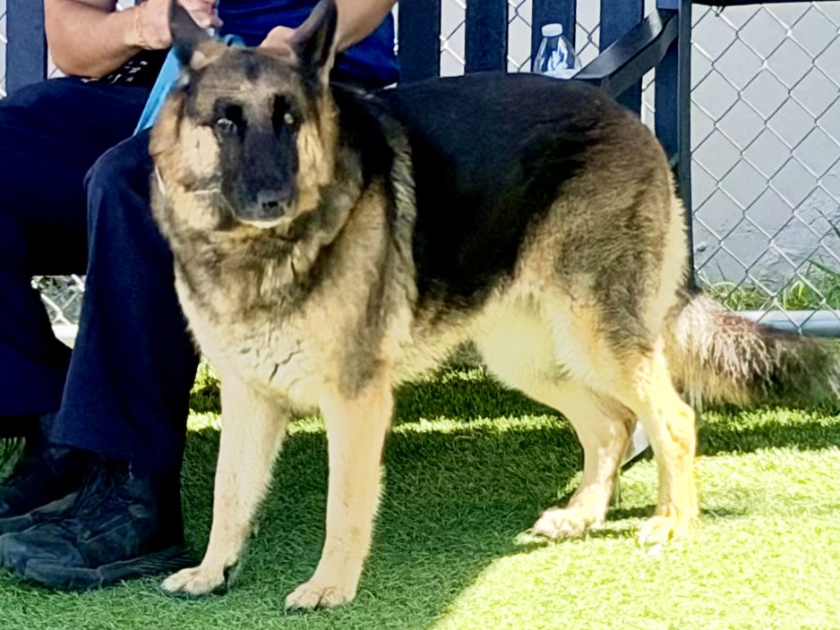 Sophie, a German Shepherd, available for adoption