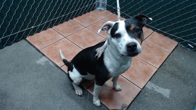Sugar, a Bullmastiff, available for adoption