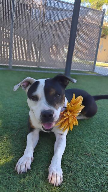 Sugar, a Bullmastiff, available for adoption
