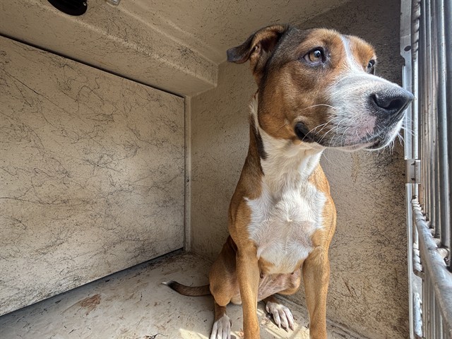 A481105, a Pit Bull Terrier (mix breed), available for adoption