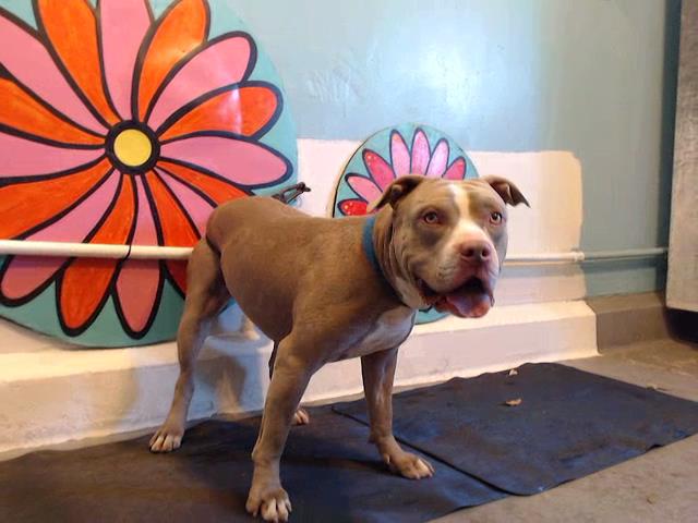 Dodger, a Bullmastiff, available for adoption
