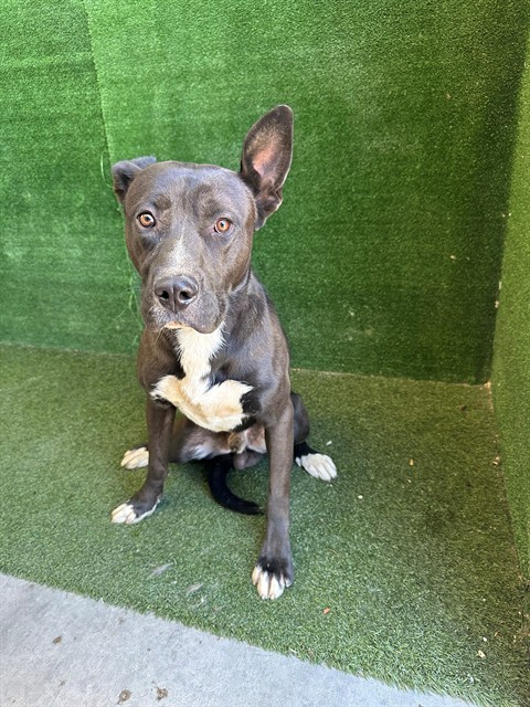 Blue, a Pit Bull Terrier, available for adoption
