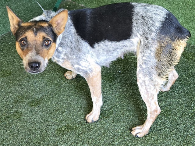 Bingo, a Australian Cattle Dog/Blue Heeler, available for adoption