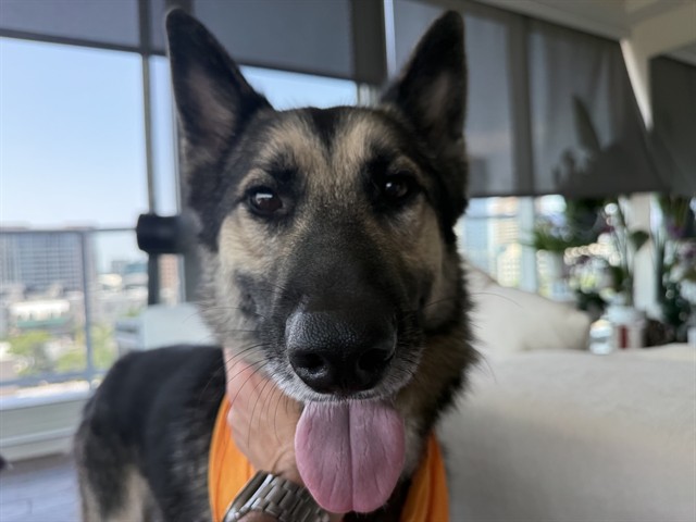 Ivan, a German Shepherd, available for adoption
