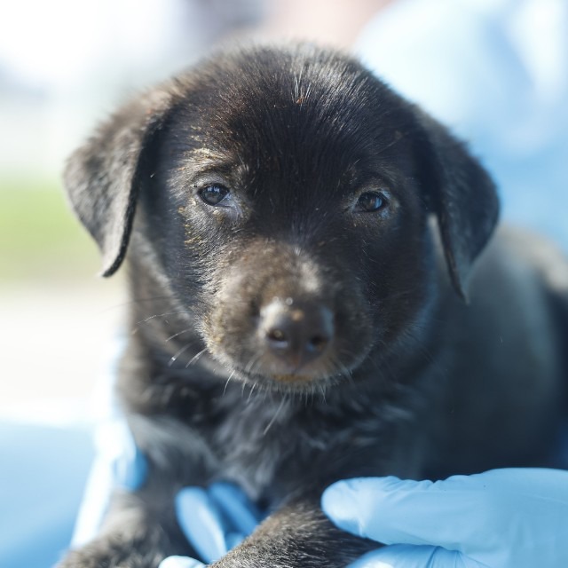 Clark, a Shepherd (mix breed), available for adoption