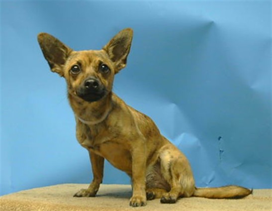 A5805298, a Chihuahua, available for adoption