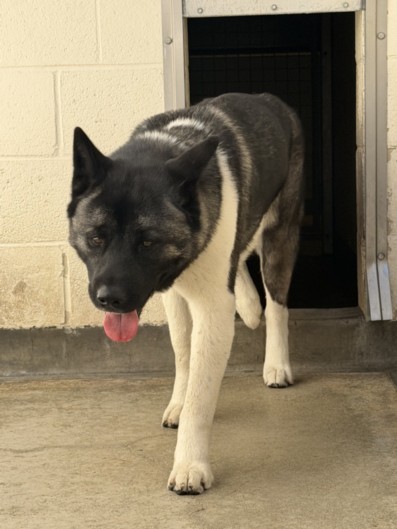 Inku, a Akita, available for adoption