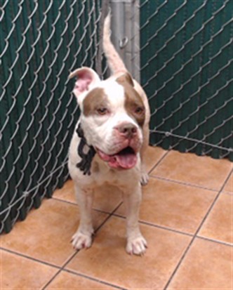 Jen, a American Bulldog, available for adoption