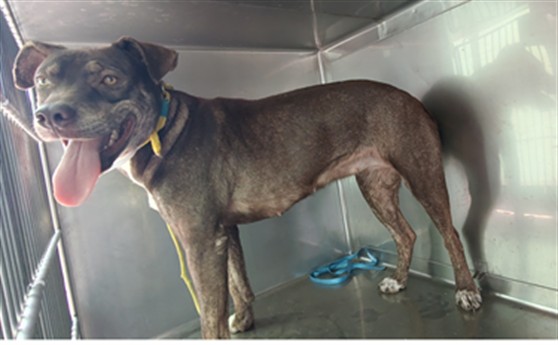 A5805580, a Pit Bull Terrier, available for adoption