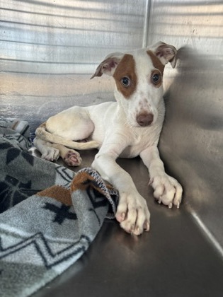 Scamp, a Terrier, available for adoption