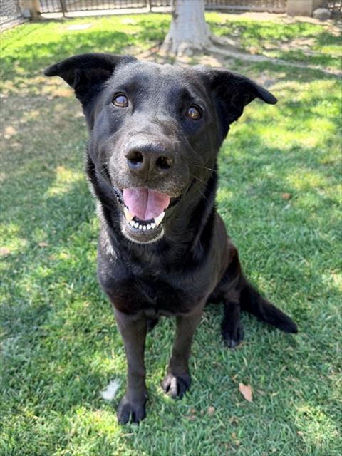Lonnie, a Labrador Retriever (mix breed), available for adoption