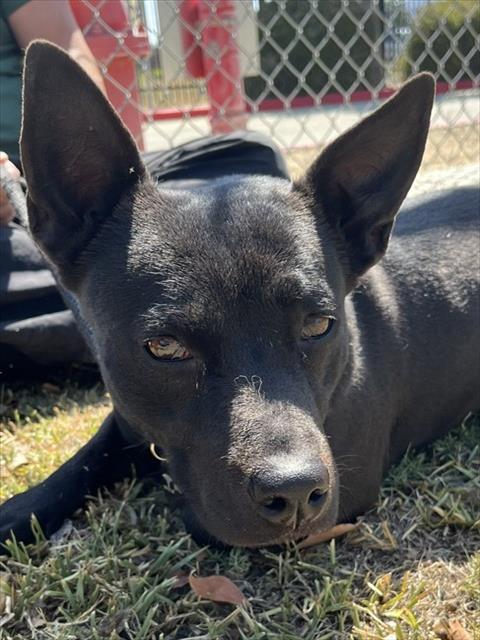 Fondue, a Pit Bull Terrier, available for adoption
