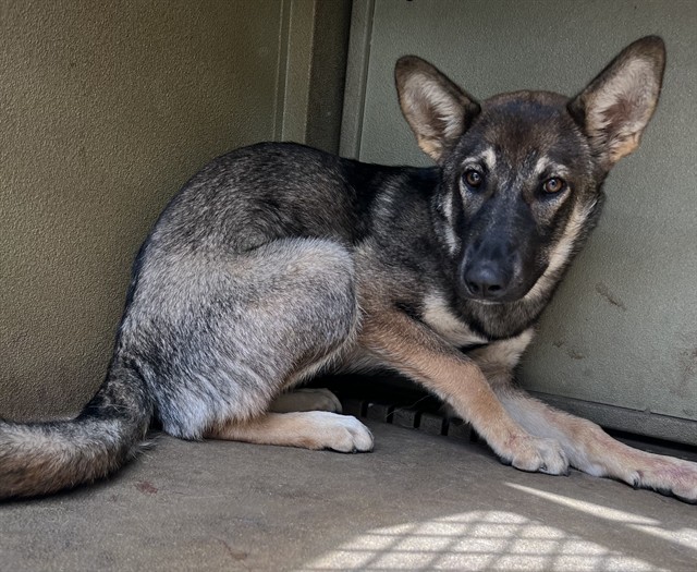 Whiskey, a German Shepherd, available for adoption