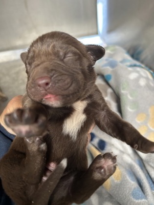 Melvin, a Labrador Retriever, available for adoption