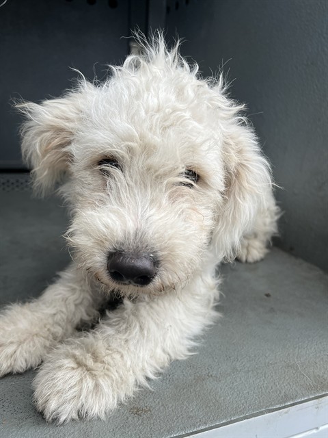 A5807114, a Poodle, available for adoption