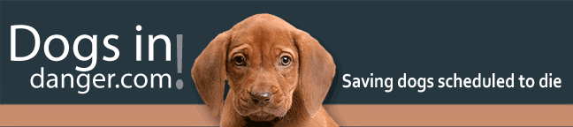 DogsInDanger.com - Saving dogs scheduled to die